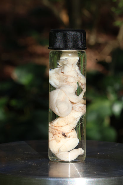 Wet Specimen Bobcat Testicles