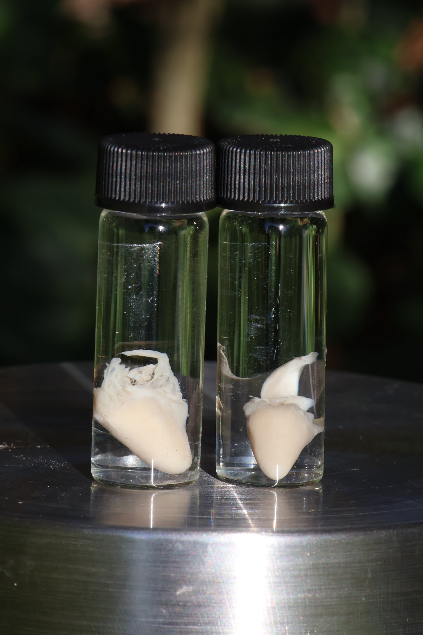 Baby Chick Heart Wet Specimen