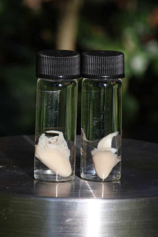 Baby Chick Heart Wet Specimen