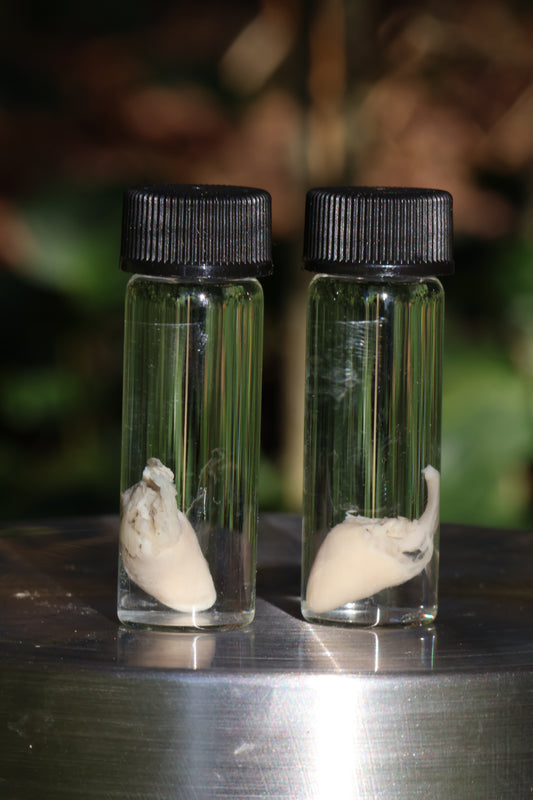 Baby Chick Heart Wet Specimen