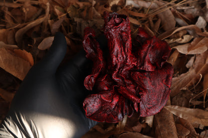 Dry Preserved Wolf Lungs