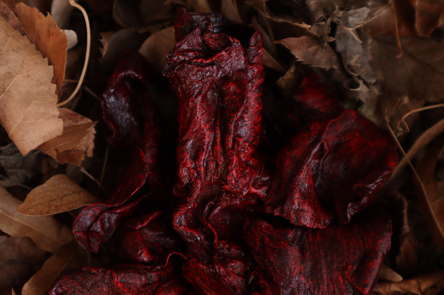 Dry Preserved Wolf Lungs