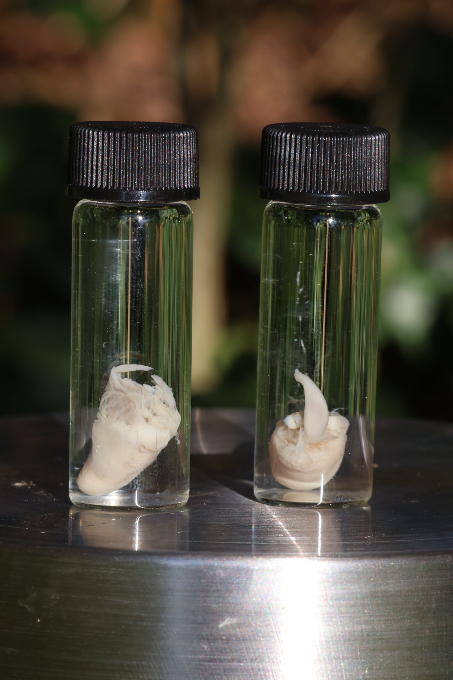 Baby Chick Heart Wet Specimen