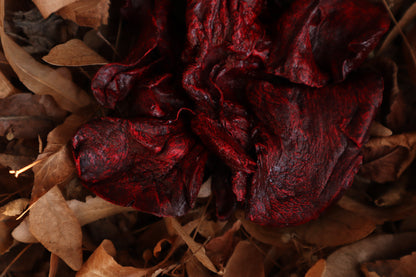 Dry Preserved Wolf Lungs