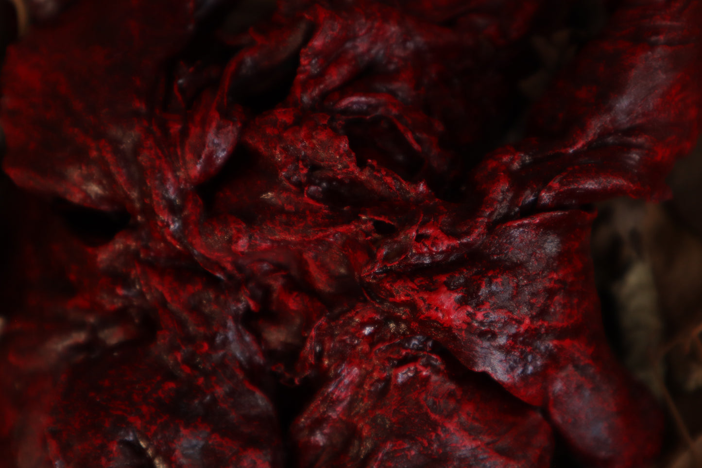 Dry Preserved Wolf Lungs
