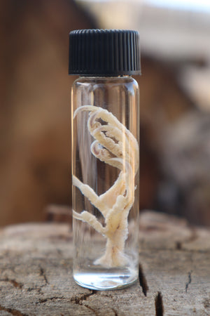 Parakeet Feet Wet Specimen