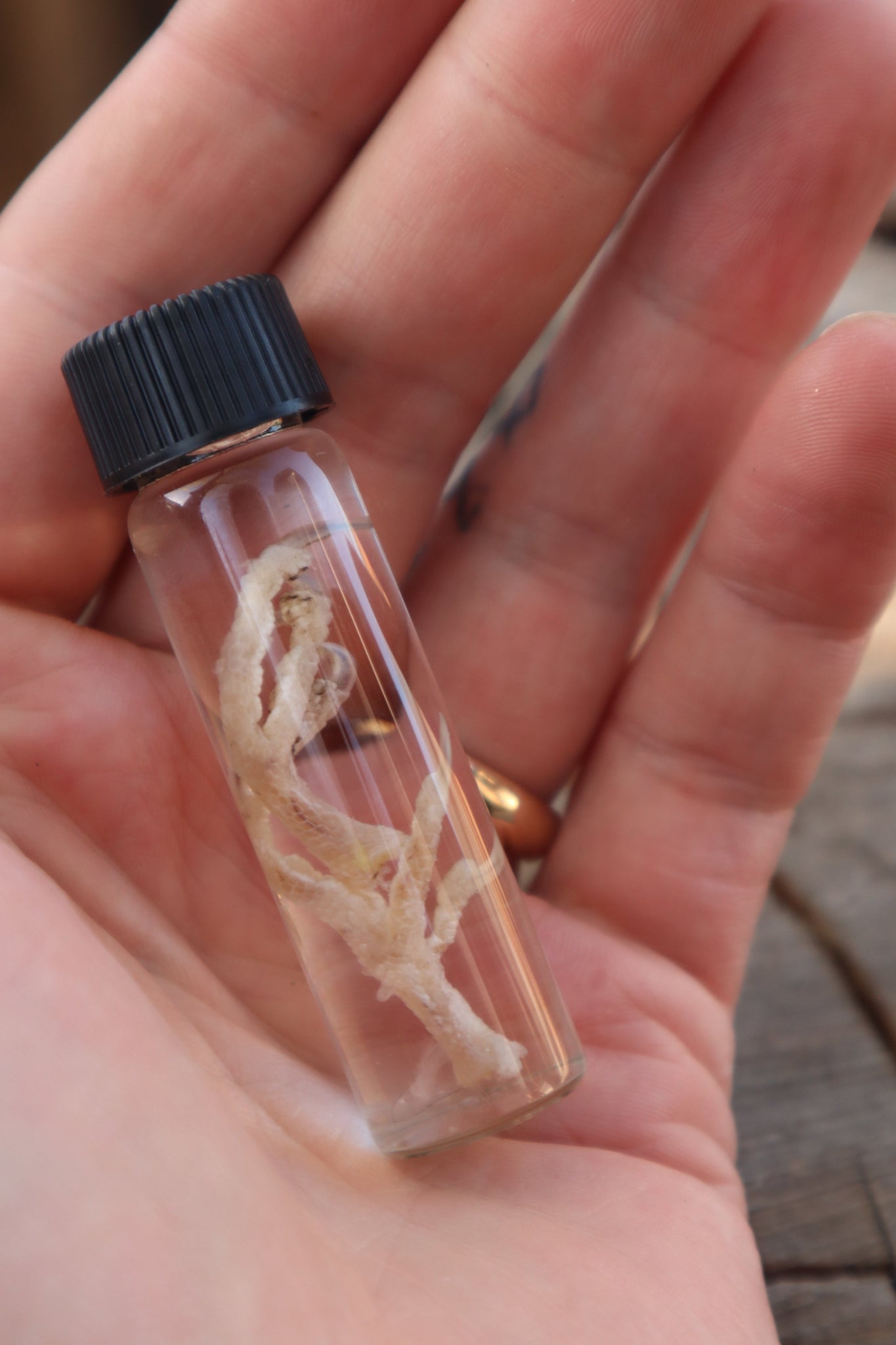 Parakeet Feet Wet Specimen