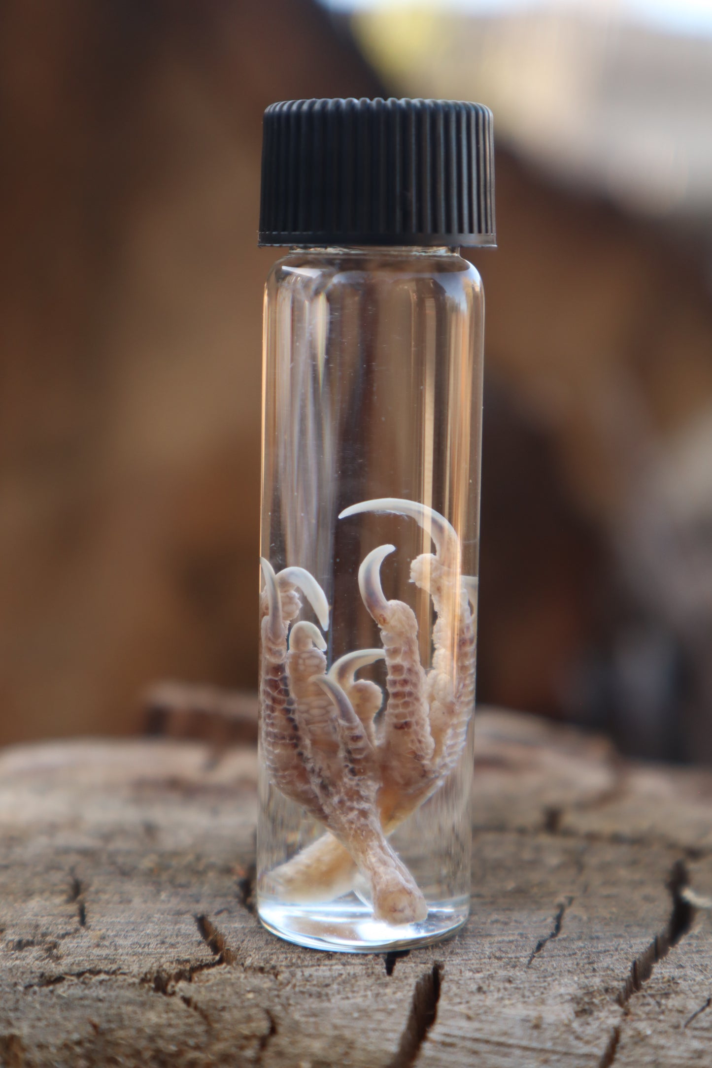 Parakeet Feet Wet Specimen
