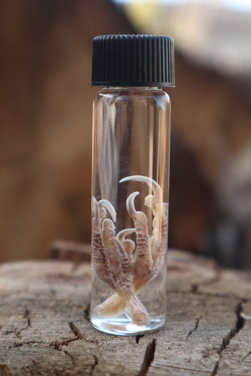 Parakeet Feet Wet Specimen