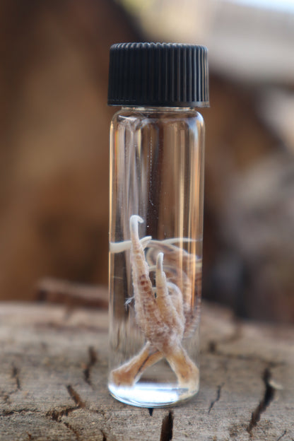 Parakeet Feet Wet Specimen