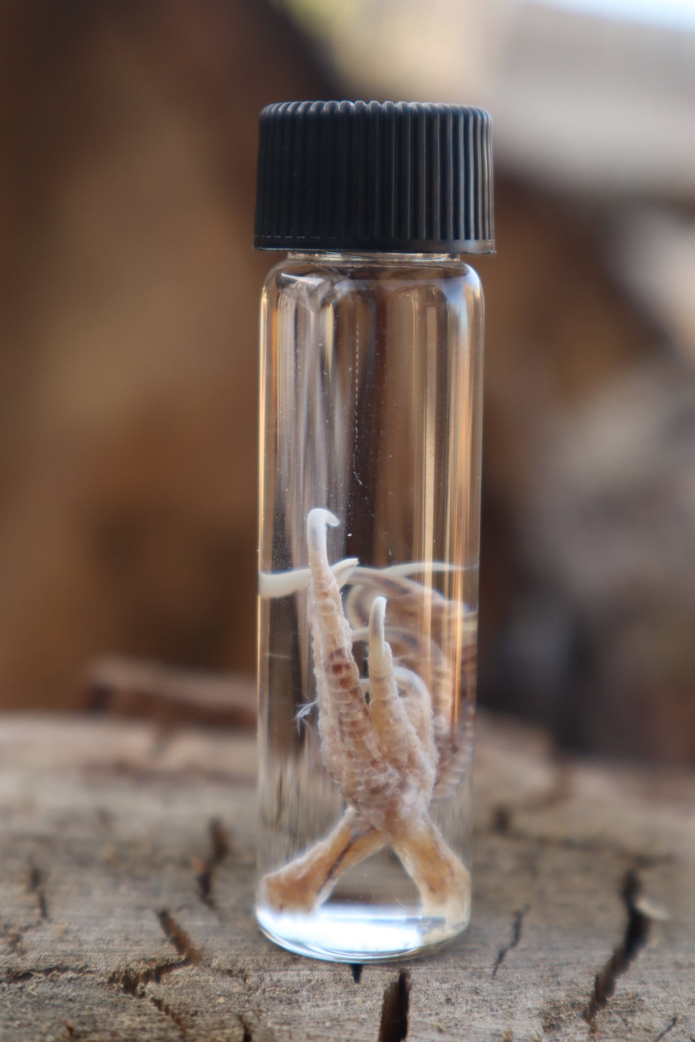 Parakeet Feet Wet Specimen