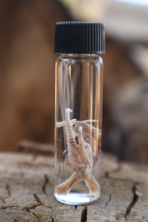 Parakeet Feet Wet Specimen