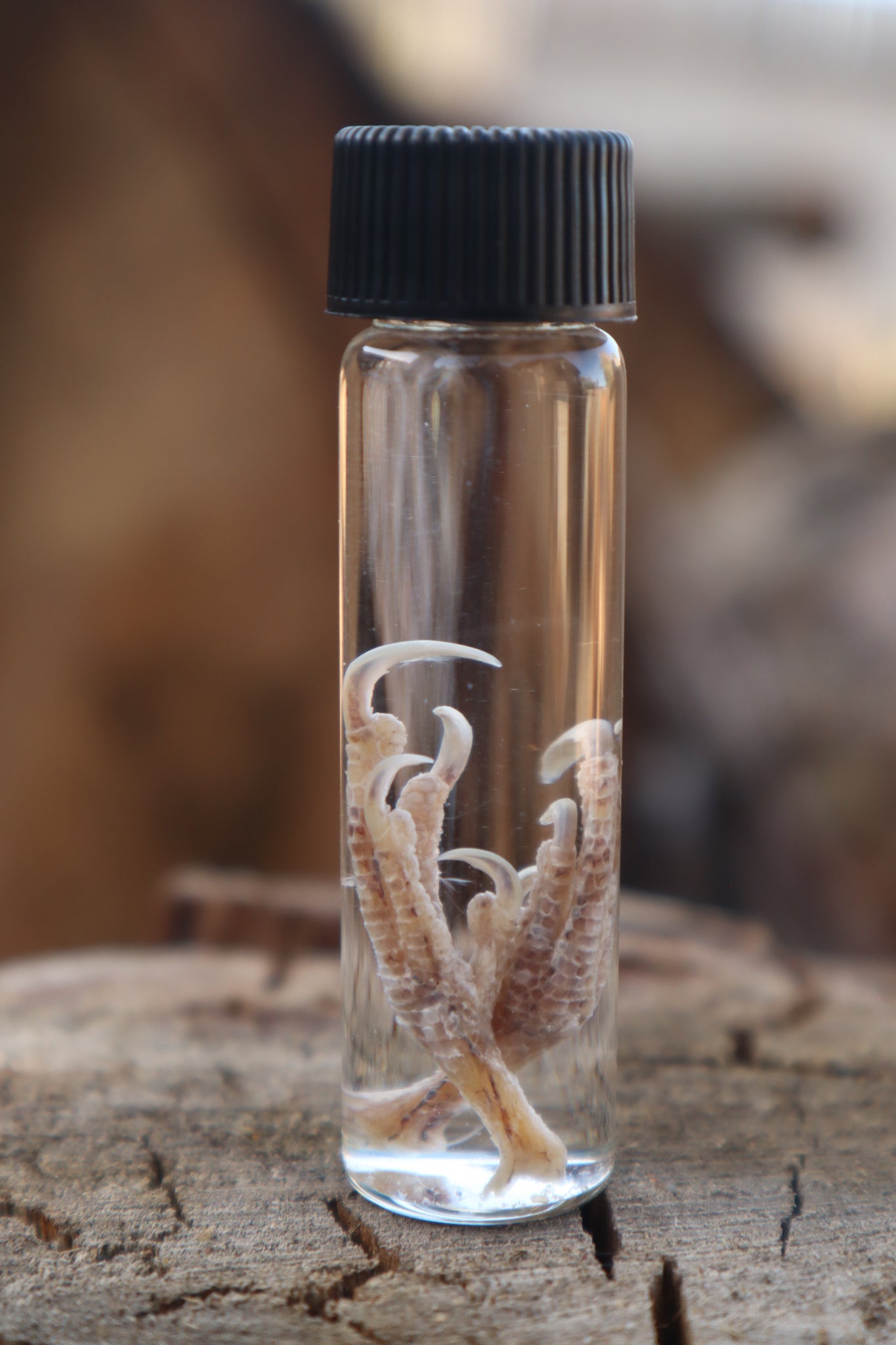 Parakeet Feet Wet Specimen