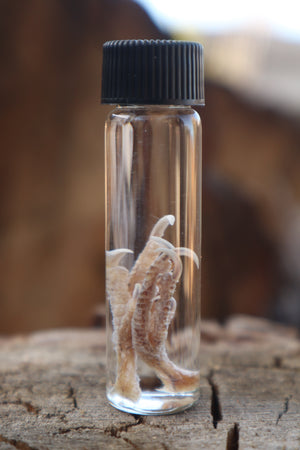 Parakeet Feet Wet Specimen