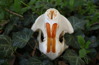 Beaver Skull