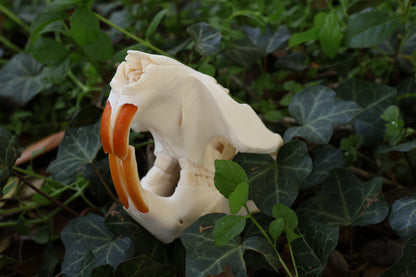 Beaver Skull