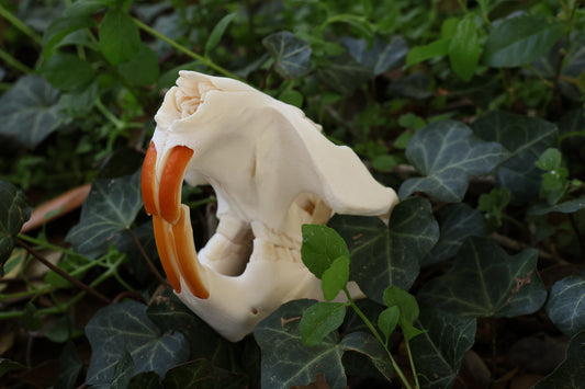 Beaver Skull
