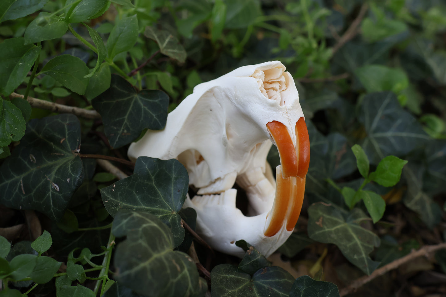 Beaver Skull
