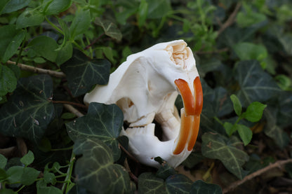 Beaver Skull