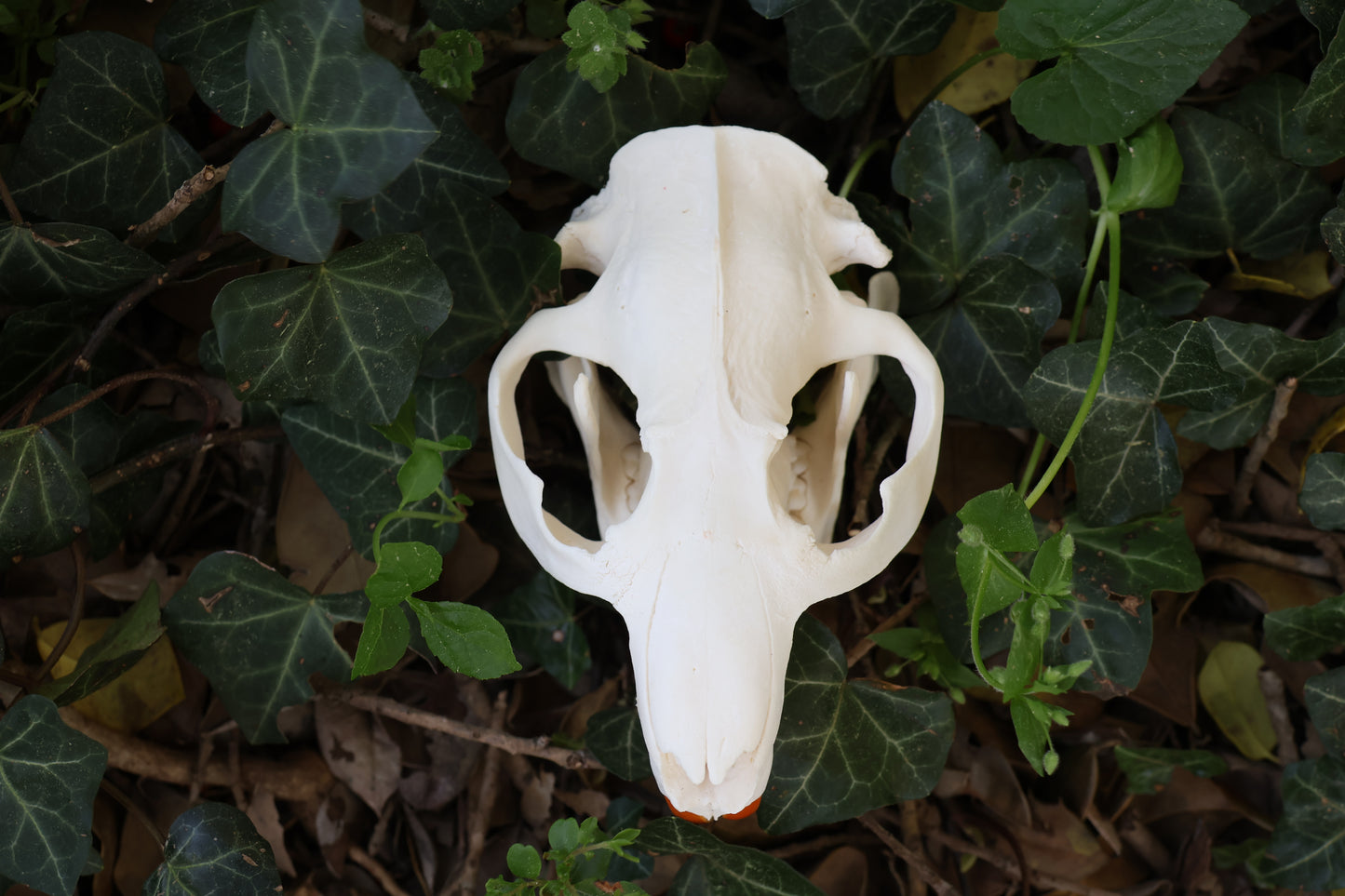 Beaver Skull