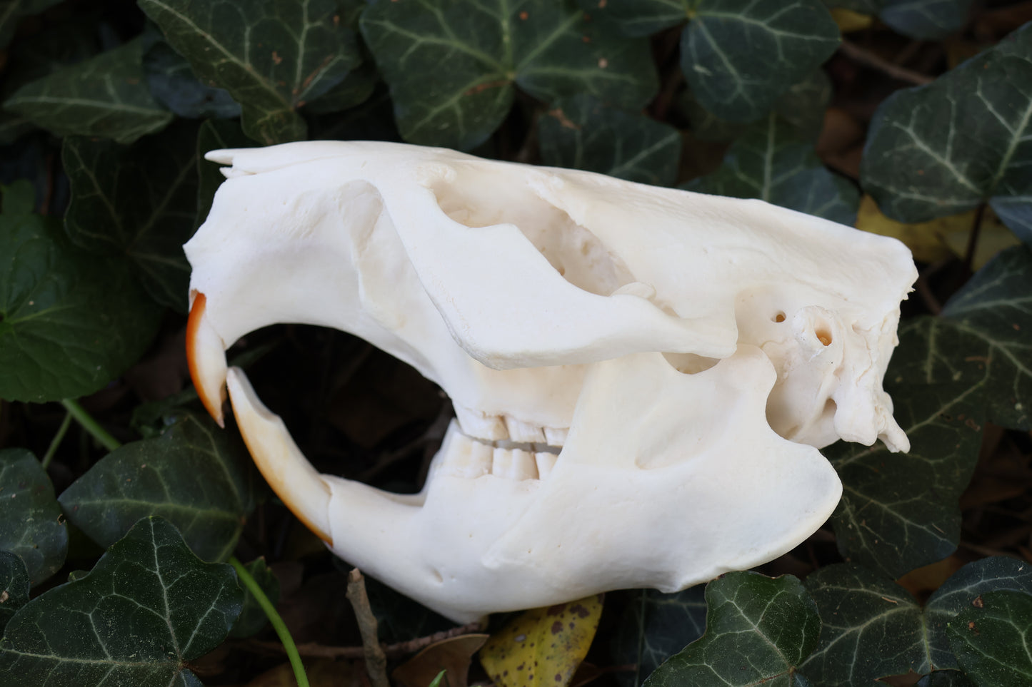 Beaver Skull