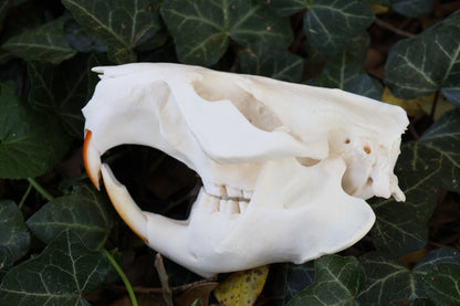 Beaver Skull