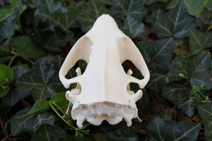 Beaver Skull