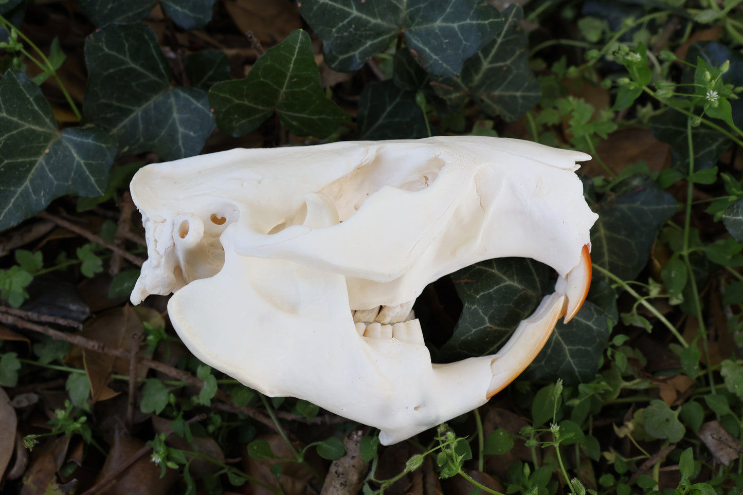 Beaver Skull