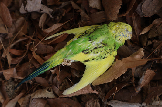 Dry Preserved Parakeet