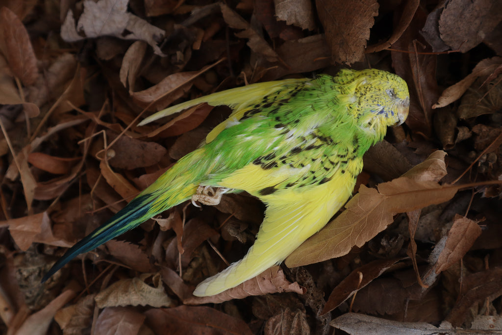 Dry Preserved Parakeet