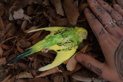 Dry Preserved Parakeet