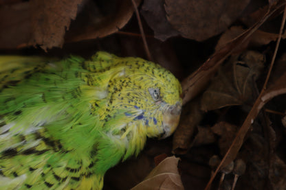 Dry Preserved Parakeet