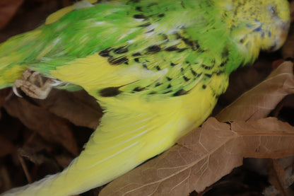 Dry Preserved Parakeet