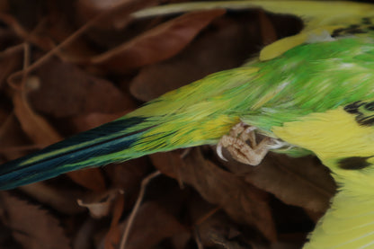 Dry Preserved Parakeet