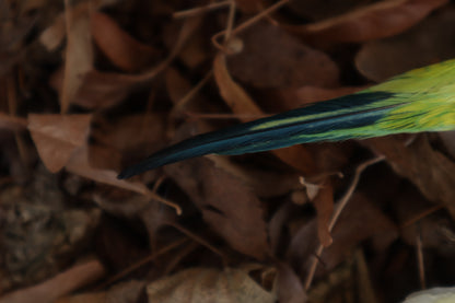 Dry Preserved Parakeet