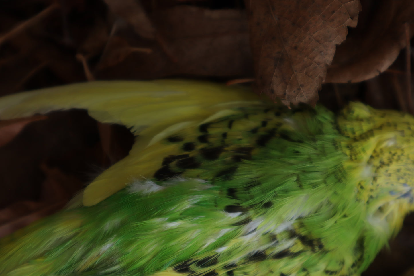 Dry Preserved Parakeet