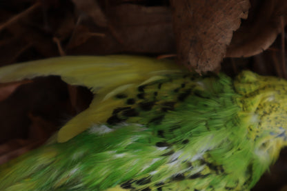 Dry Preserved Parakeet