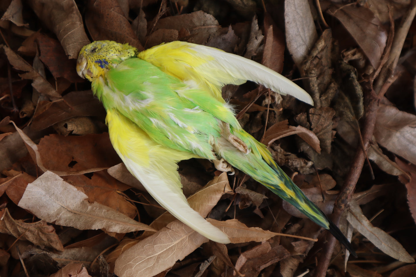 Dry Preserved Parakeet