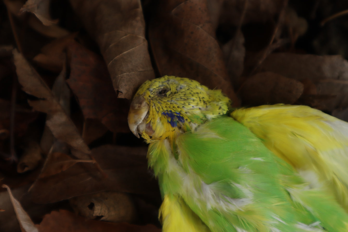 Dry Preserved Parakeet