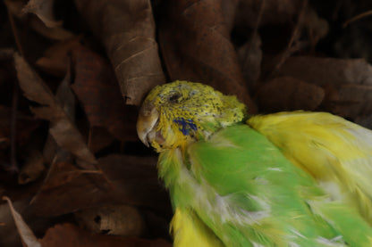 Dry Preserved Parakeet