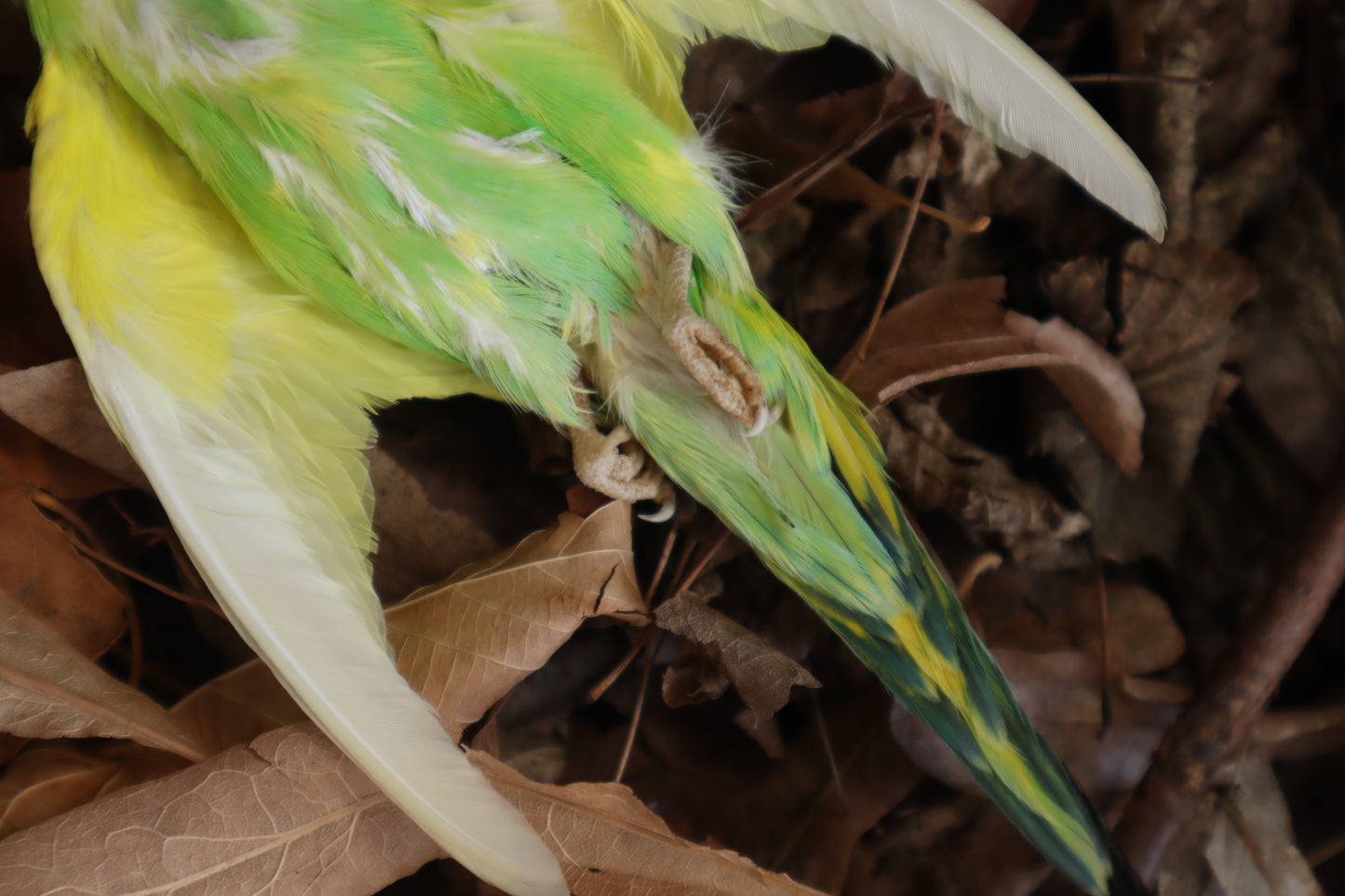 Dry Preserved Parakeet