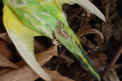 Dry Preserved Parakeet