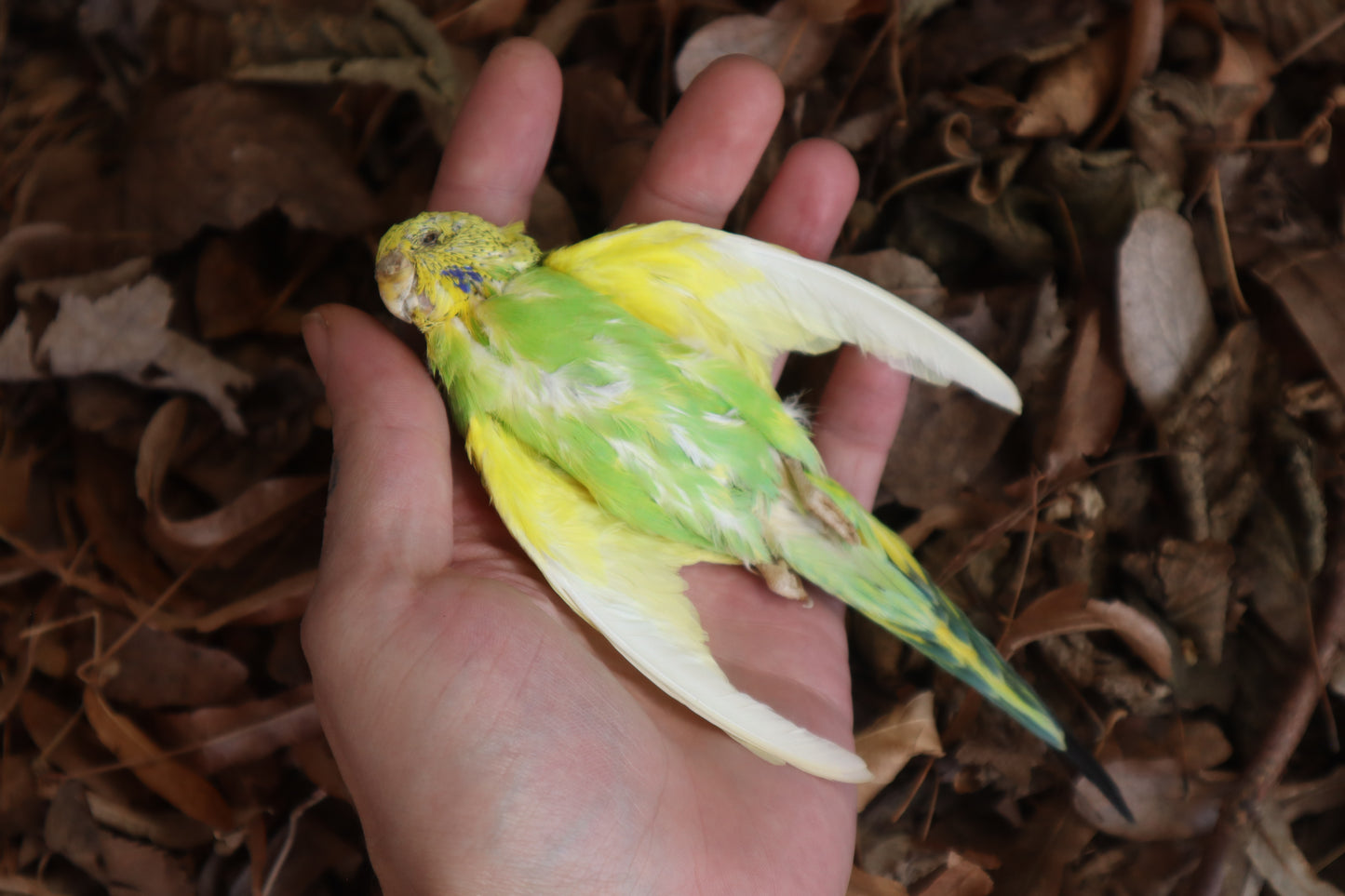 Dry Preserved Parakeet