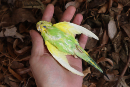 Dry Preserved Parakeet
