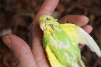 Dry Preserved Parakeet