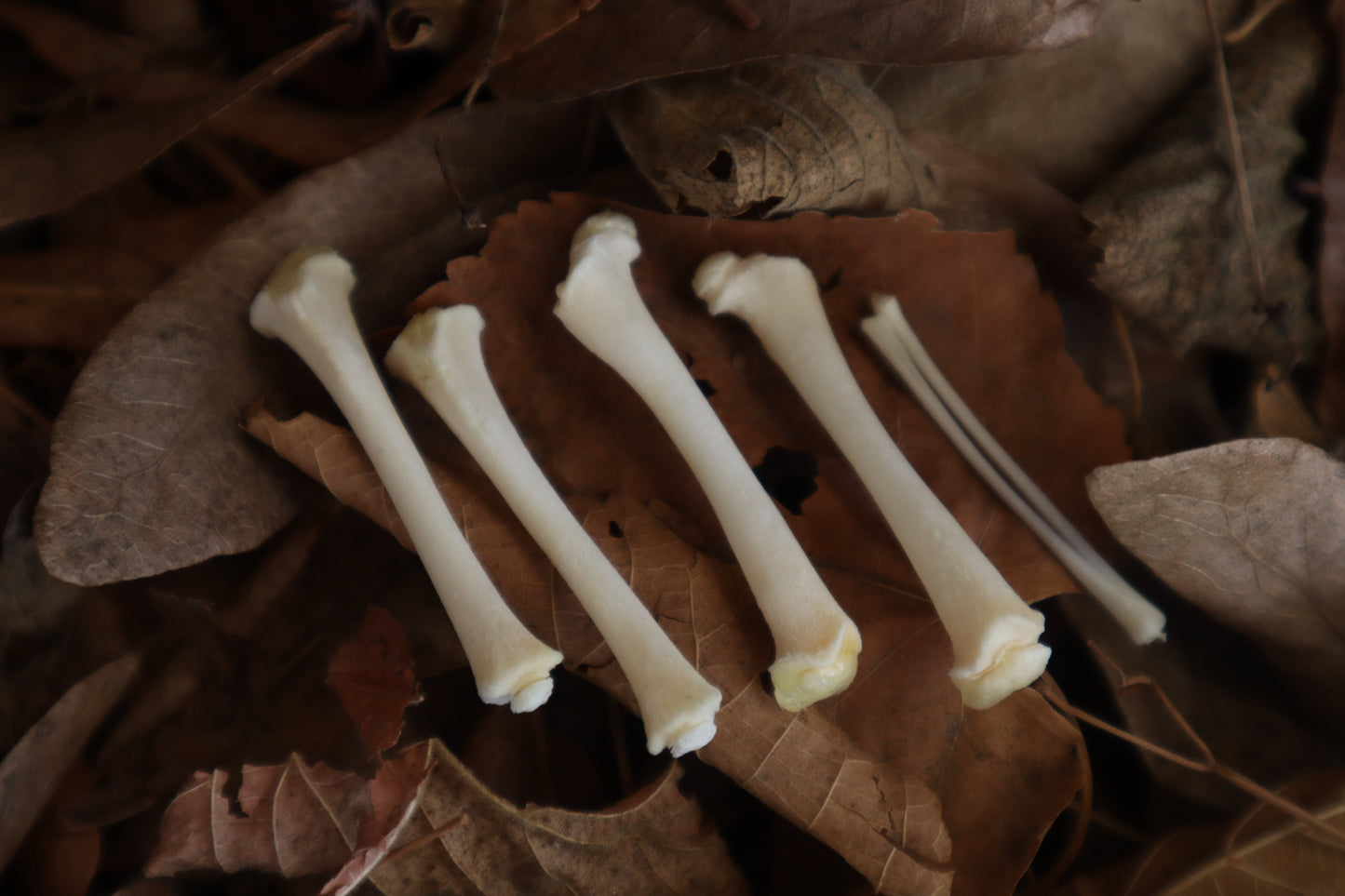 Reserved for Jess - Kitten Bone Lot