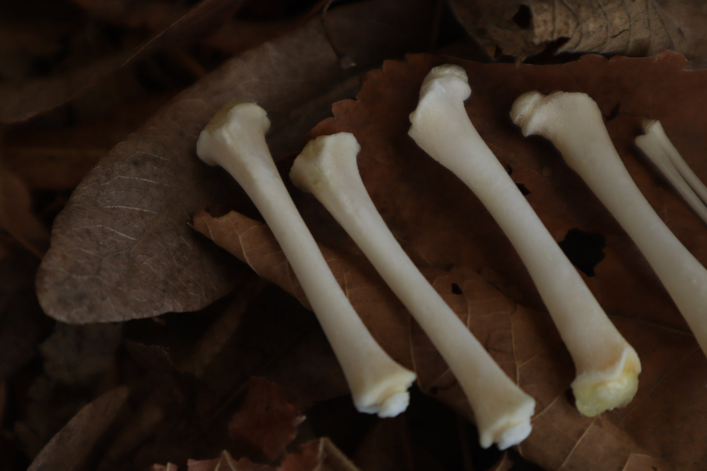 Reserved for Jess - Kitten Bone Lot