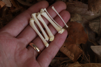 Reserved for Jess - Kitten Bone Lot