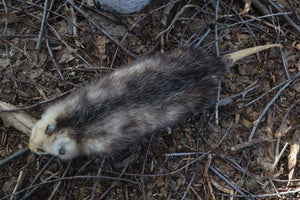 Reserved for Zia - Opossum Wall Hanger