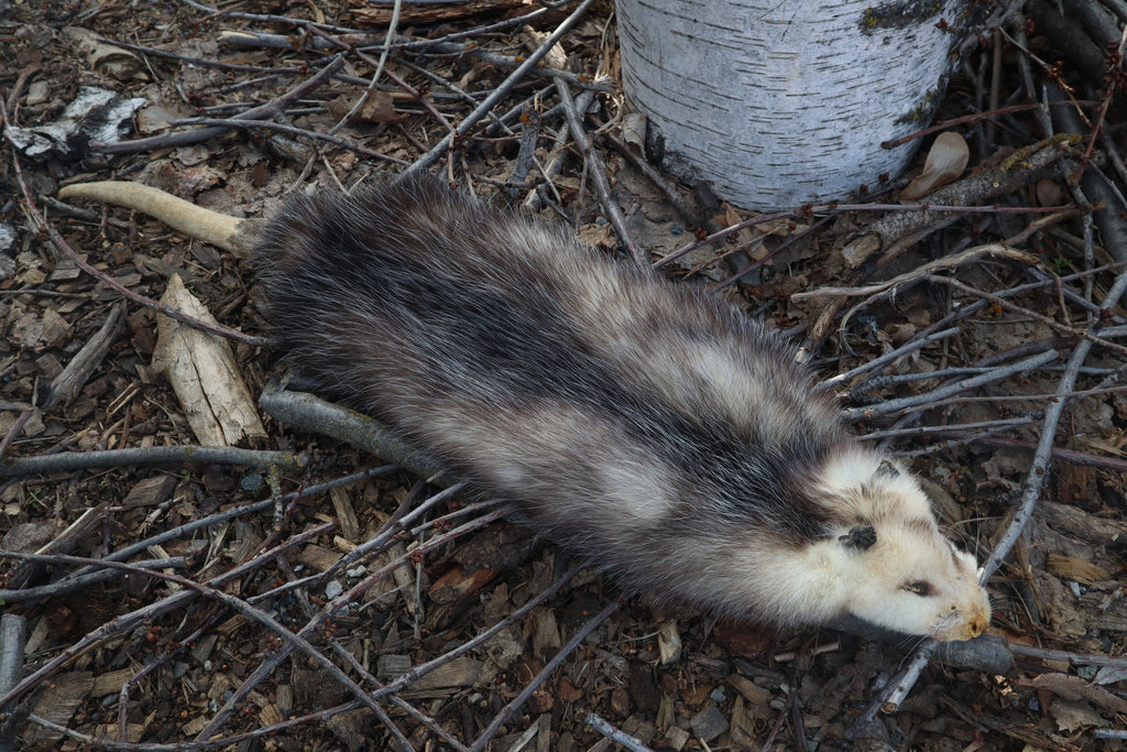 Reserved for Zia - Opossum Wall Hanger